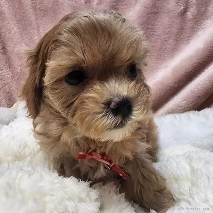 さゆり 様のお迎えした子犬