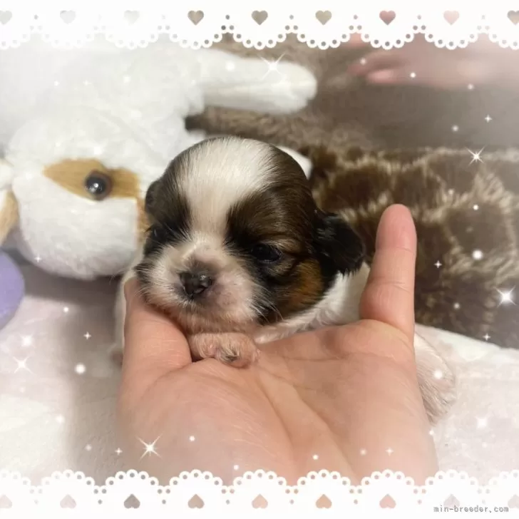 はな 様のお迎えした子犬