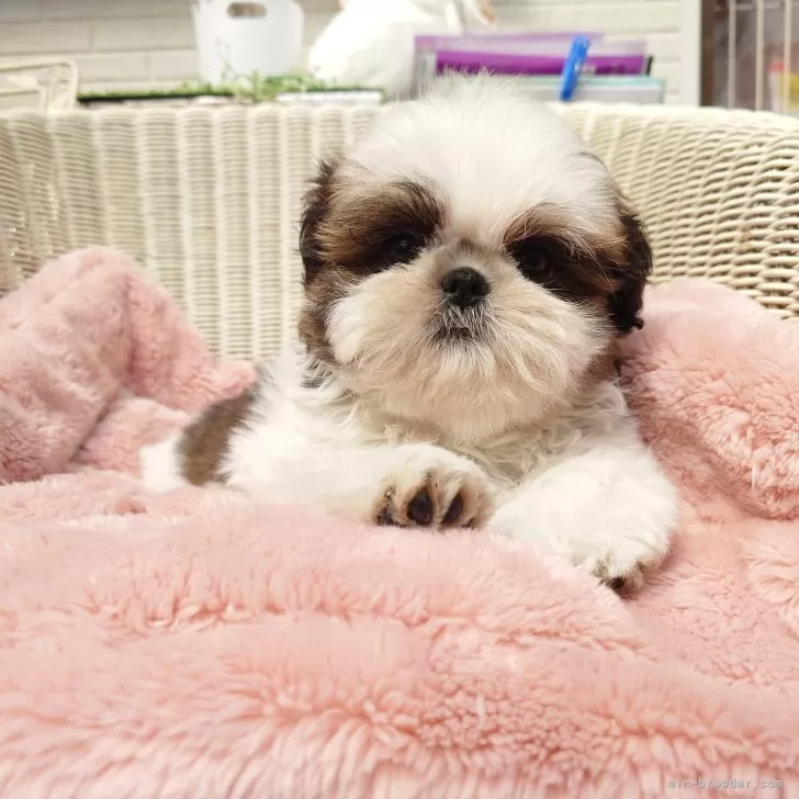 ID:2502-05557の子犬