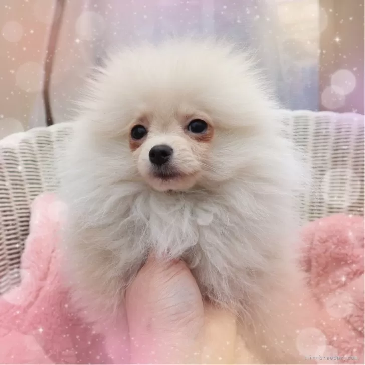 ID：2412-02582の子犬