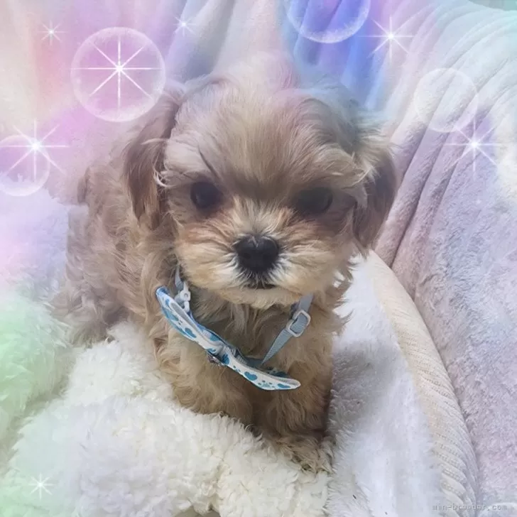 とんちゃん 様のお迎えした子犬