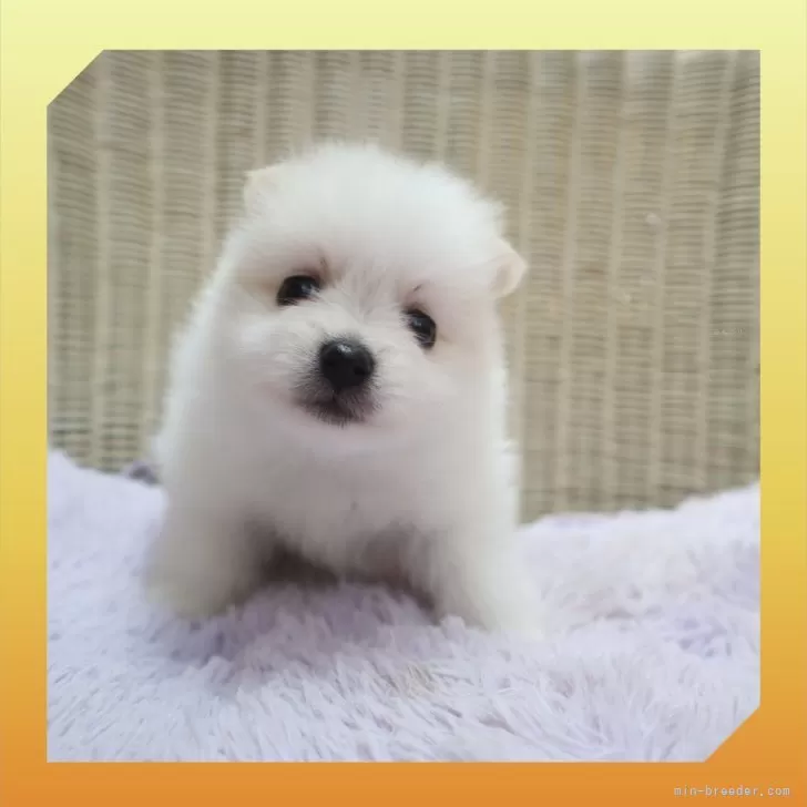 ポメラニアン【岡山県・女の子・2025年6月7日・ホワイト】の写真1「ピコアマ♡」