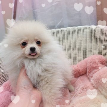 ポメラニアン【岡山県・男の子・2024年11月11日・ウルフセーブル】の写真「プチプチ可愛い小さな小さな男の子です元気いっぱい」