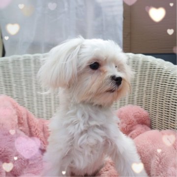 マルチーズ【岡山県・女の子・2024年9月11日・ホワイト】の写真「プチプチ可愛い女の子、元気いっぱいです!」