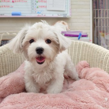 マルチーズ【岡山県・男の子・2024年9月11日・ホワイト】の写真「小さい男の子(^^)毎日チョコパタパタ元気いっぱい」
