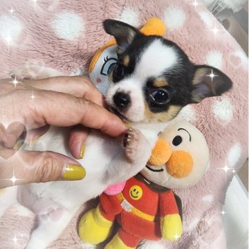 チワワ(スムース)【岡山県・女の子・2025年2月17日・ホワイト&ブラックタン】の写真「イルカちゃん🐾」