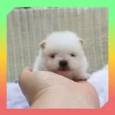ポメラニアン