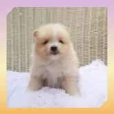 ポメラニアン
