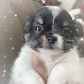 チワワ(ロング)