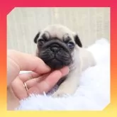 パグ