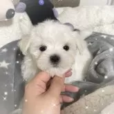 マルチーズ