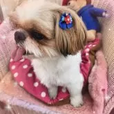 シーズー