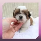 シーズー