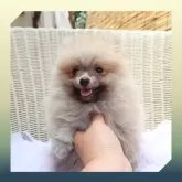 ポメラニアン
