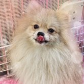 ポメラニアン