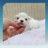 マルチーズ