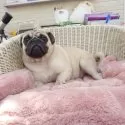 パグ【岡山県・男の子・2024年8月18日・フォン】の写真2「優しい男の子♡」