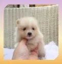 ポメラニアン【岡山県・女の子・2025年6月7日・クリーム&ホワイト】の写真2「プチベビー♡」