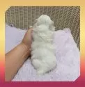 マルチーズ【岡山県・女の子・2025年6月16日・ホワイト】の写真4