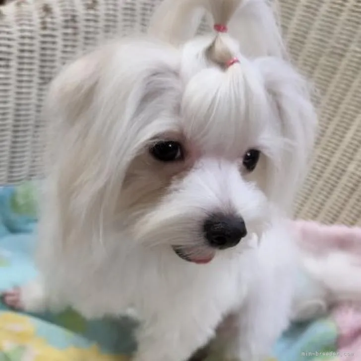 ID:2206-00935の子犬