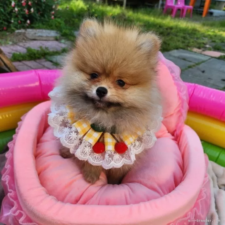 ID:2407-01502の子犬