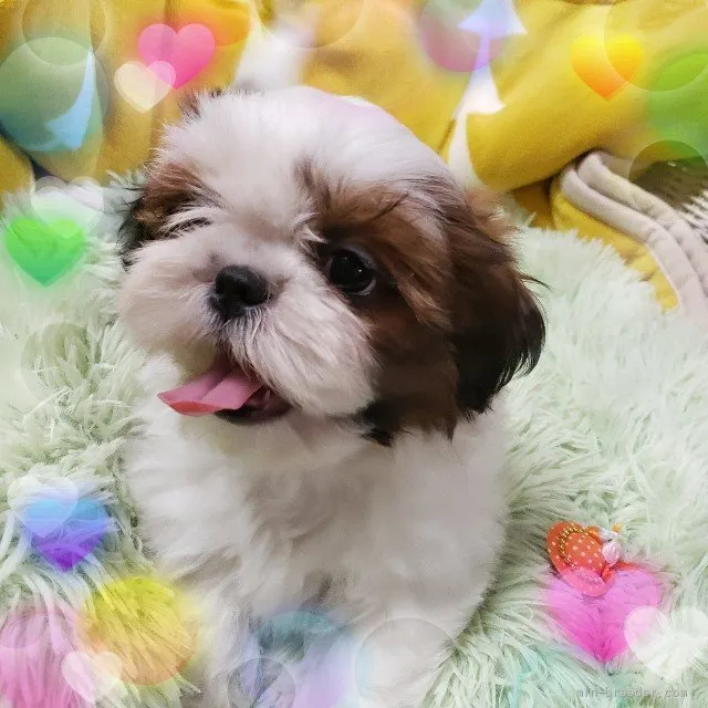 ID:2112-03093の子犬