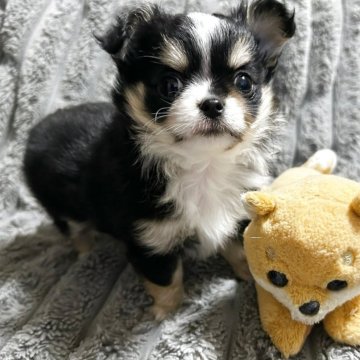 チワワ(ロング)【愛知県・女の子・2025年9月29日・ブラックタン&ホワイト】の写真「派手目なカラーが可愛い♡」