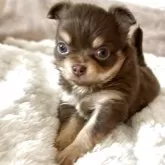 チワワ(ロング)