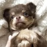 チワワ(ロング)