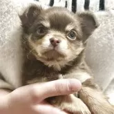 チワワ(ロング)