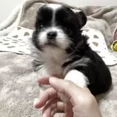 チワワ(ロング)【愛知県・女の子・2025年9月29日・ブラック&ホワイト】の写真3