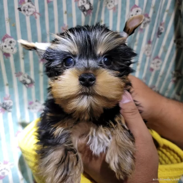 ヨークシャーテリア【福岡県・男の子・2025年8月18日・スチールブルー&amp;タン】の写真1「将来イケメンになります！」
