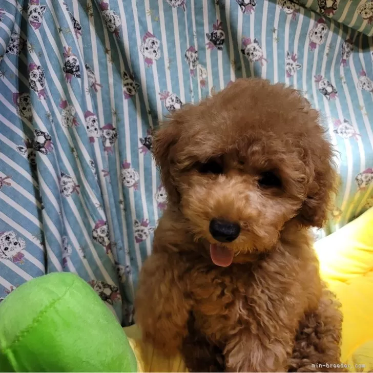 ID:2410-05115の子犬