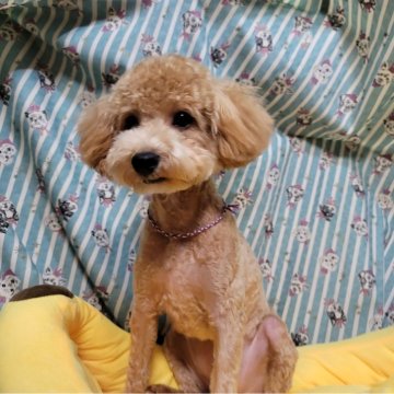 トイプードル(タイニー)【福岡県・女の子・2024年8月22日・アプリコット】の写真「むちゅむちゅ大好きな可愛らしい女の子です」