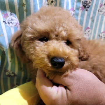 トイプードル(トイ)【福岡県・男の子・2024年8月13日・アプリコット】の写真「大き目で優しい性格の男の子です」