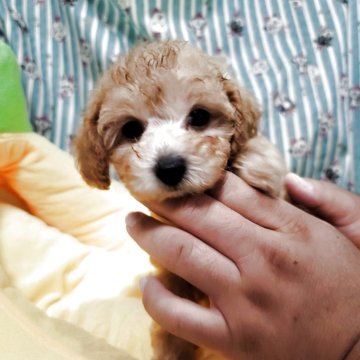 トイプードル(トイ)【福岡県・女の子・2025年3月21日・アプリコット】の写真「お目目くりっくりママそっくりの美人さんです！」