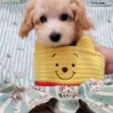 トイプードル(トイ)