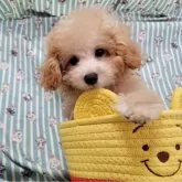 タイニープードル