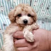 タイニープードル