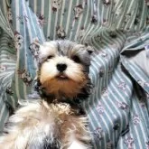 ヨークシャーテリア【福岡県・男の子・2025年5月29日・スチールブルー&タン】の写真1「べろちょろが可愛らしい子です」