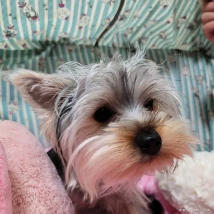 ID：2307-02975の子犬
