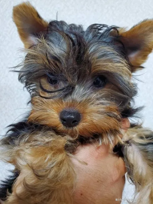 ID:1905-02431の子犬