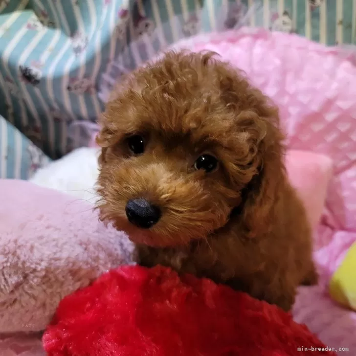 ID：2403-03628の子犬