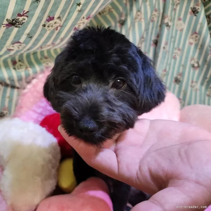 ID:2402-02835の子犬
