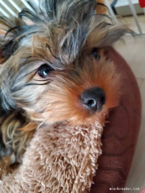ID:1905-02432の子犬