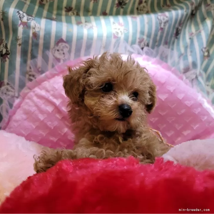 ID:2410-05118の子犬