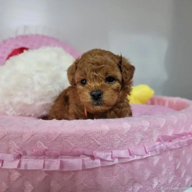 ID:2205-03911の子犬