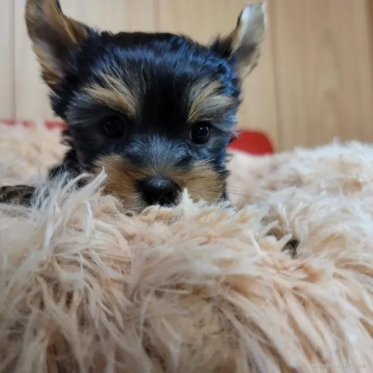 ID:2212-01957の子犬
