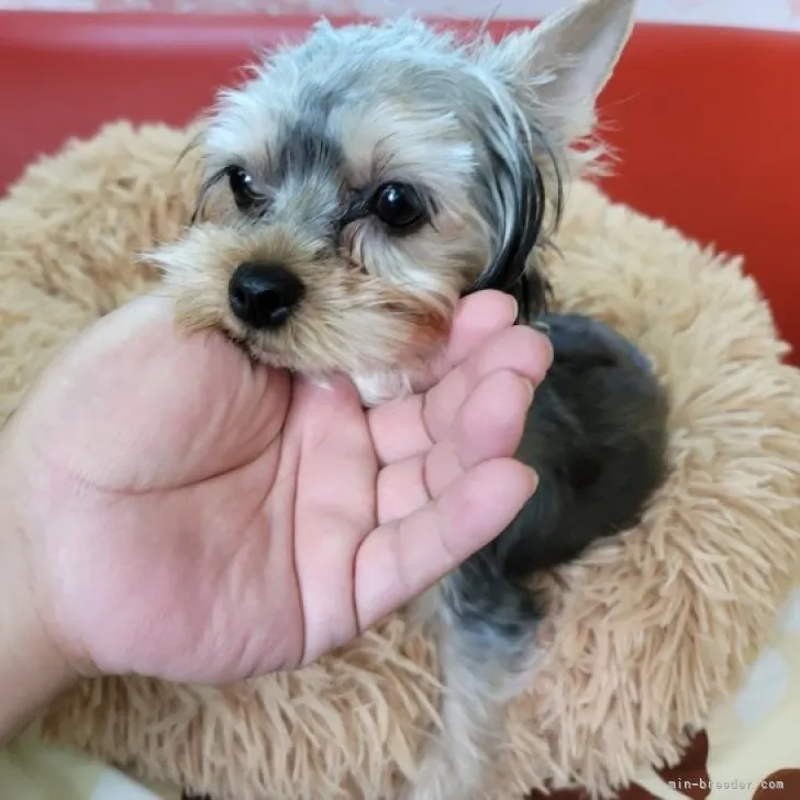 ID：2307-02974の子犬