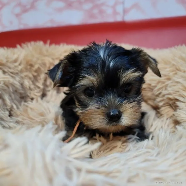 ID：2307-02970の子犬